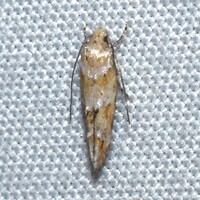 Mompha albocapitella 